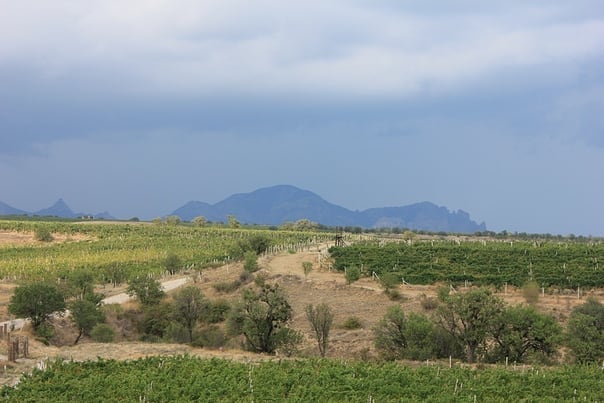 10. Виноградники Тавриды