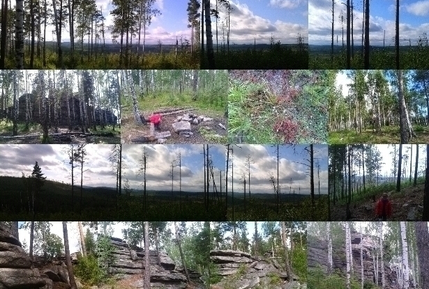 Август нежит хвойно-пряной бронзой Петрогрон...