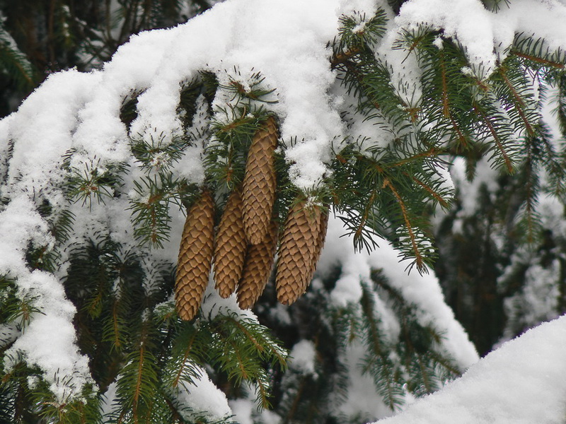 Февральский снегопад