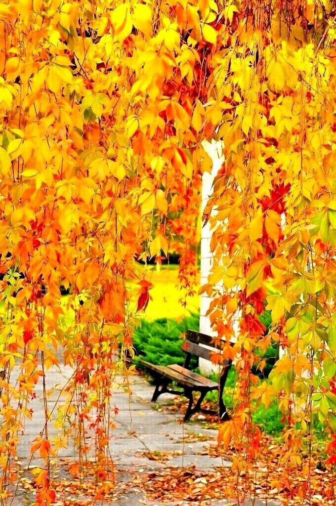 Забродила Осень по округе