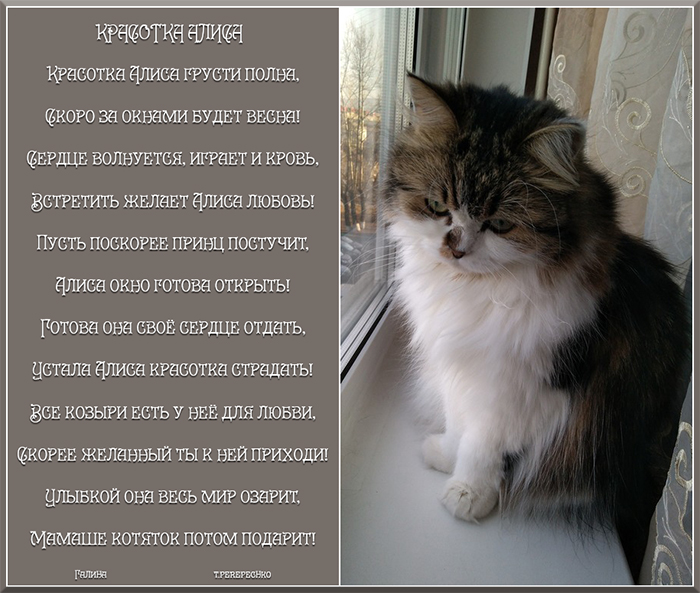 Красотка Алиса