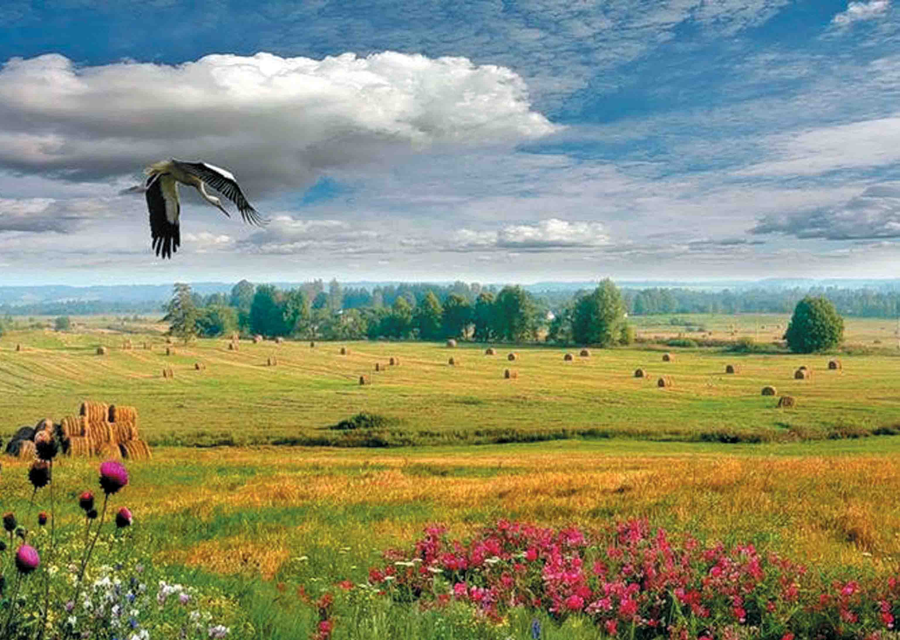 Леса и луга нашей родины. Белоруссия поле Аист. Степи Республики Молдова. Луга Беларуси. Пейзажи Беларуси.