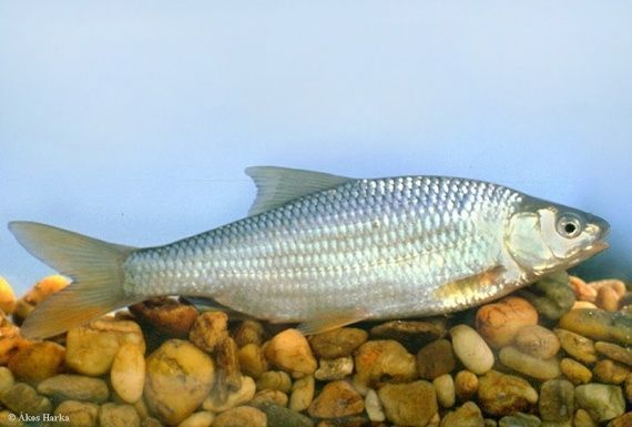 Рассказ для детей. Леопольд и чебак