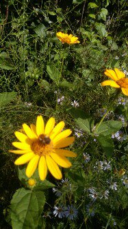 Женский век