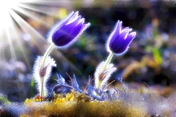 Одна заказчица - судьба!