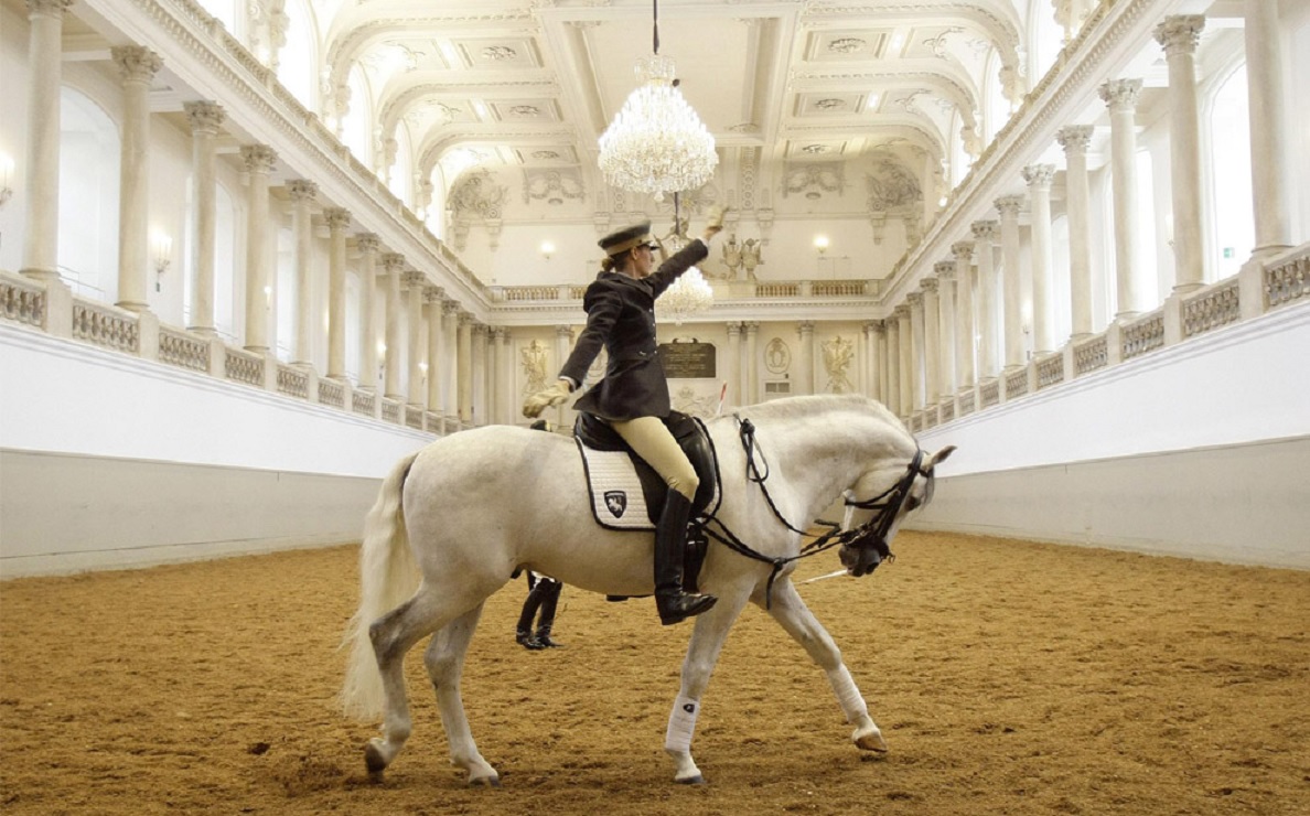 Школа лошадок. Липицианская порода лошадей. Липицианская порода лошадей выездка. Испанская школа верховой езды в Вене. Липицианские лошади Вена.
