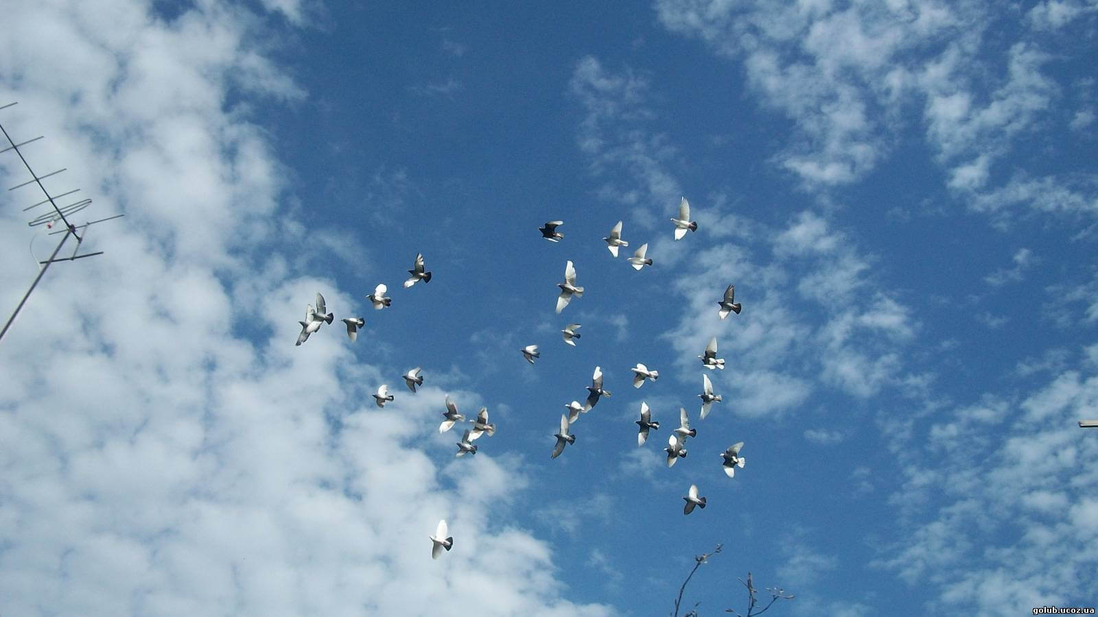 Песня птица взлетает в небо. Голуби в небе. Стая голубей в небе. Полет голубя. Стая белых голубей.