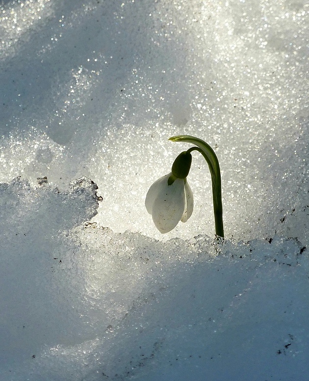 Подснежник (Самойлова Юлия) / Стихи.ру