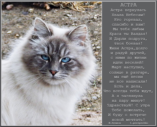 Астра вернулась