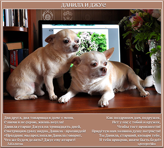 Данила и Джус