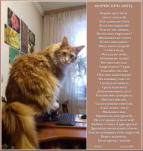 Норик красавец