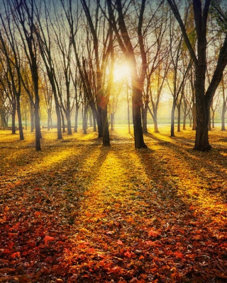 Пришла, всё сбросила...