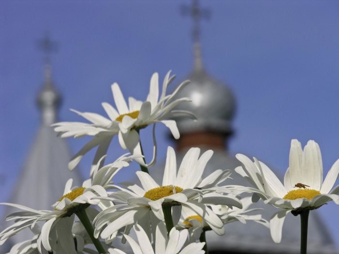 Это божья благодать песня все мое родное. Церковь ромашки. Цветы на фоне храма. Церковь цветы. Ромашки на фоне храма.