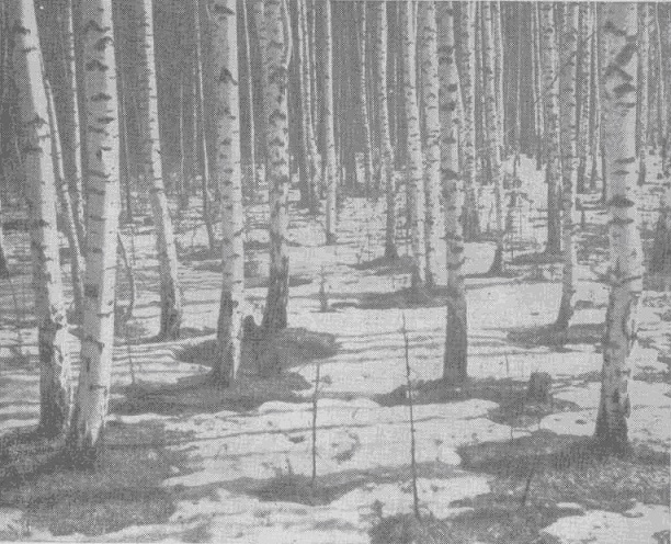 В серых тонах