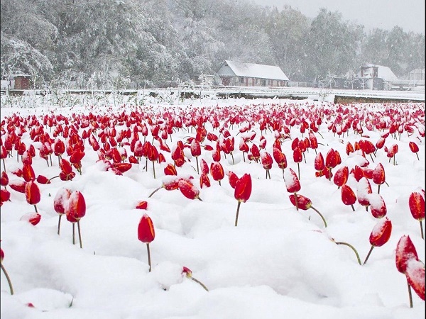 Тюльпаны в снегу