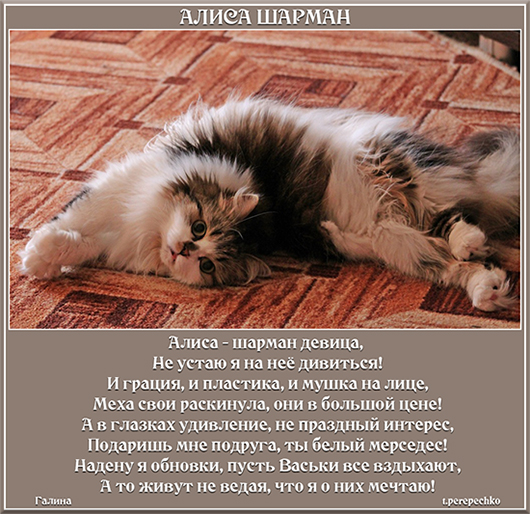 Алиса шарман