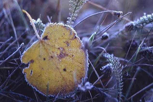 И, до рассвета, путая следы...