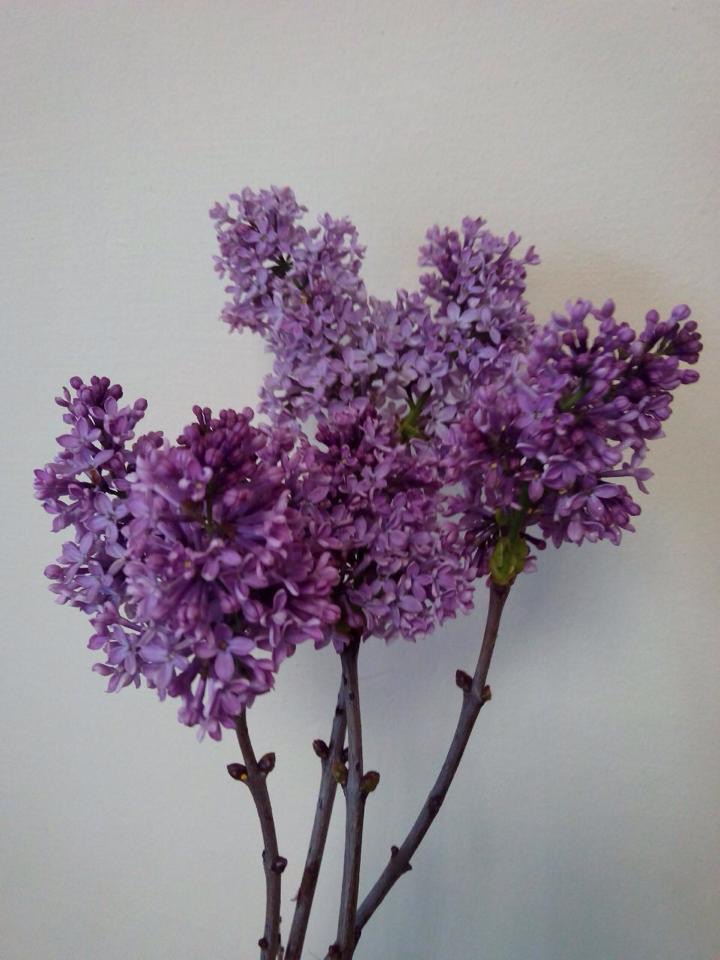 Крестики сирени