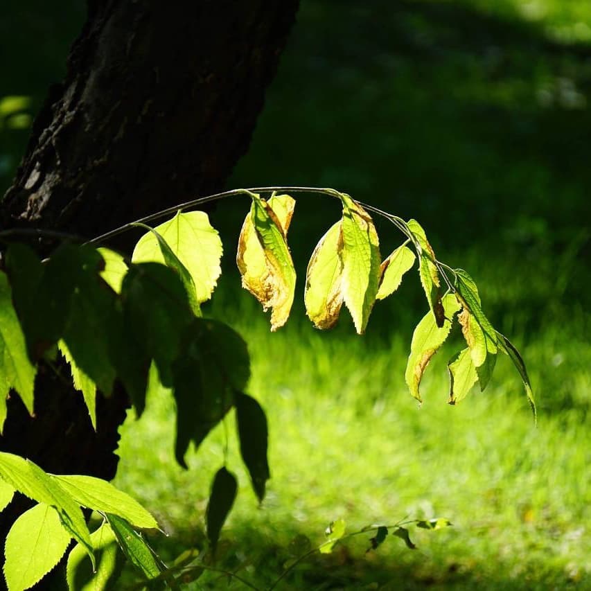 На солнечном луче