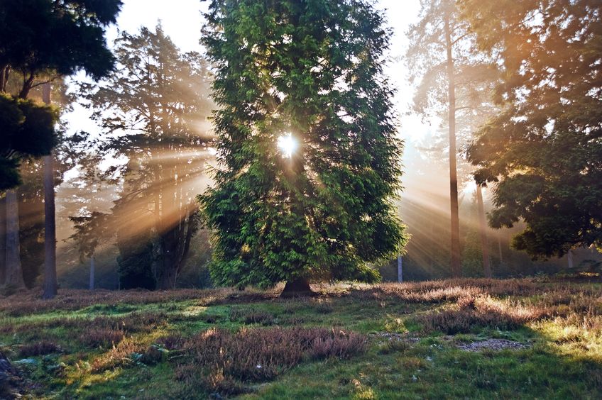 В свете veto...