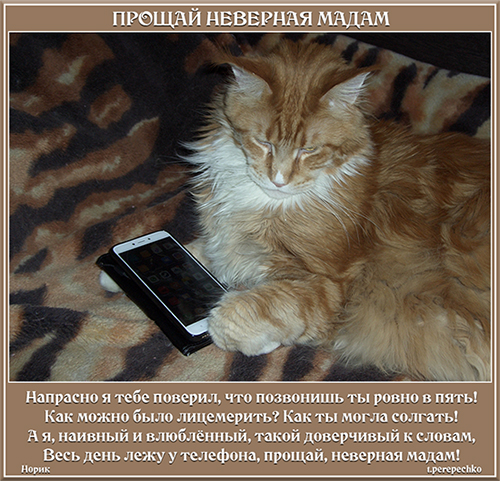 Прощай неверная мадам