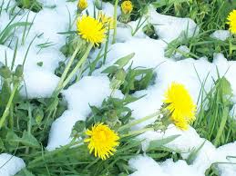 Под снегом одуванчики растут