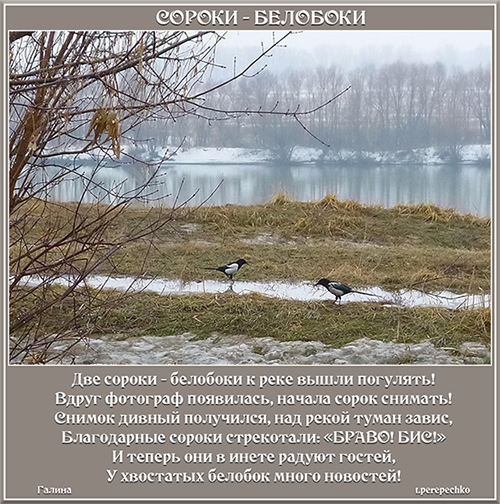 Сороки - белобоки