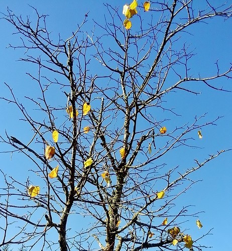 Последние листья...