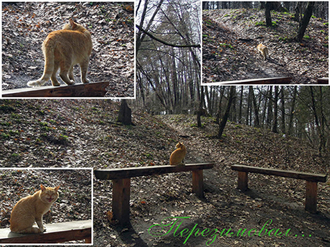 Рыжий воевода