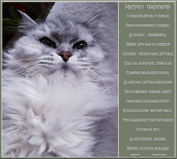 Митрич - философ