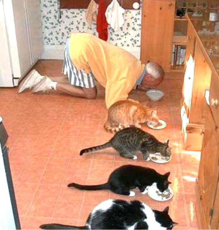 Слышишь вась. Кошки хозяева в доме. Юмор дом кот. Коты в квартире. Кот хозяин квартиры.