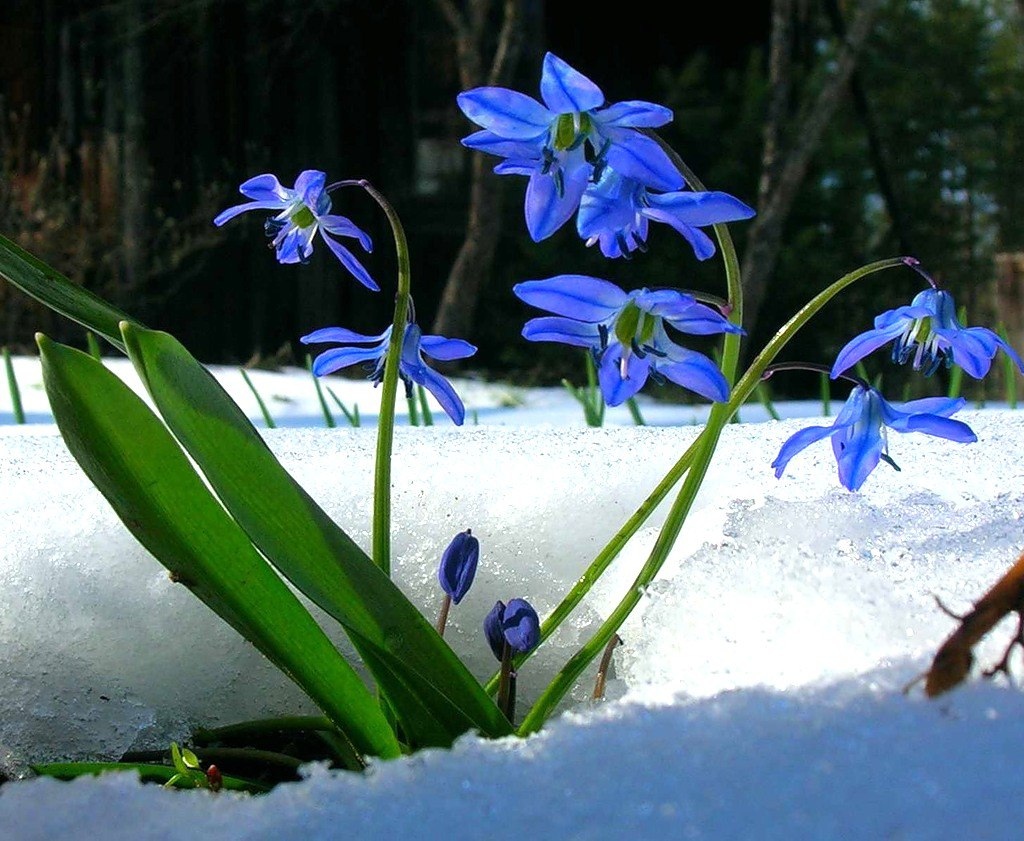Найти картинки с весной. Первоцветы пролеска. Подснежник Галантус голубой. Голубые первоцветы пролески. Подснежник пролеска.