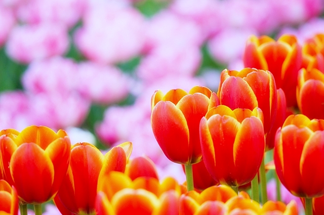 Достаток - для прокорма