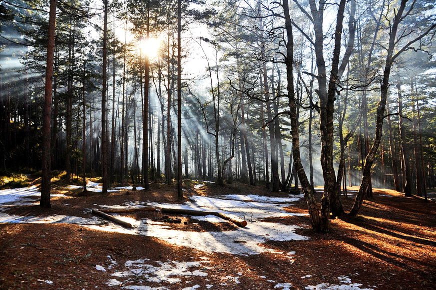 По весеннему лесу