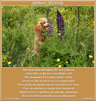 Нимфа лесная