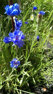 Поле васильков