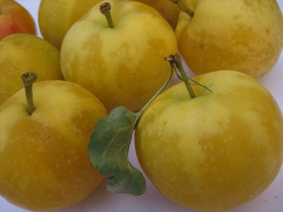 Золотая китайка