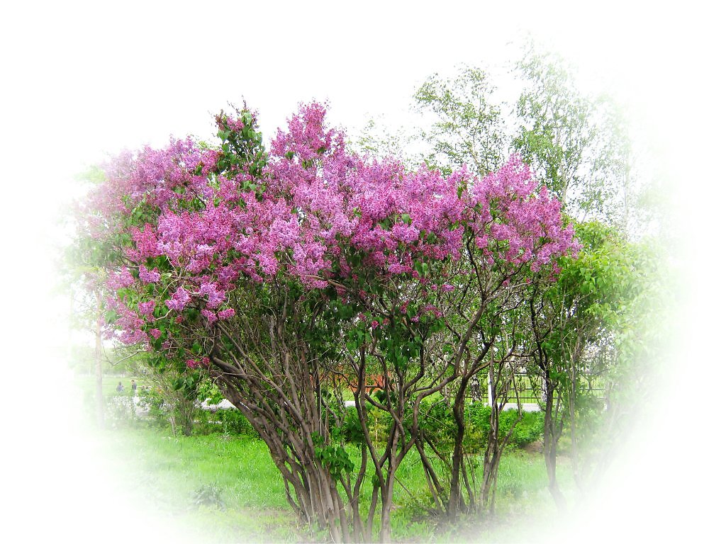 Ветка сирени Муз. и вок. Е. Никитин Бард