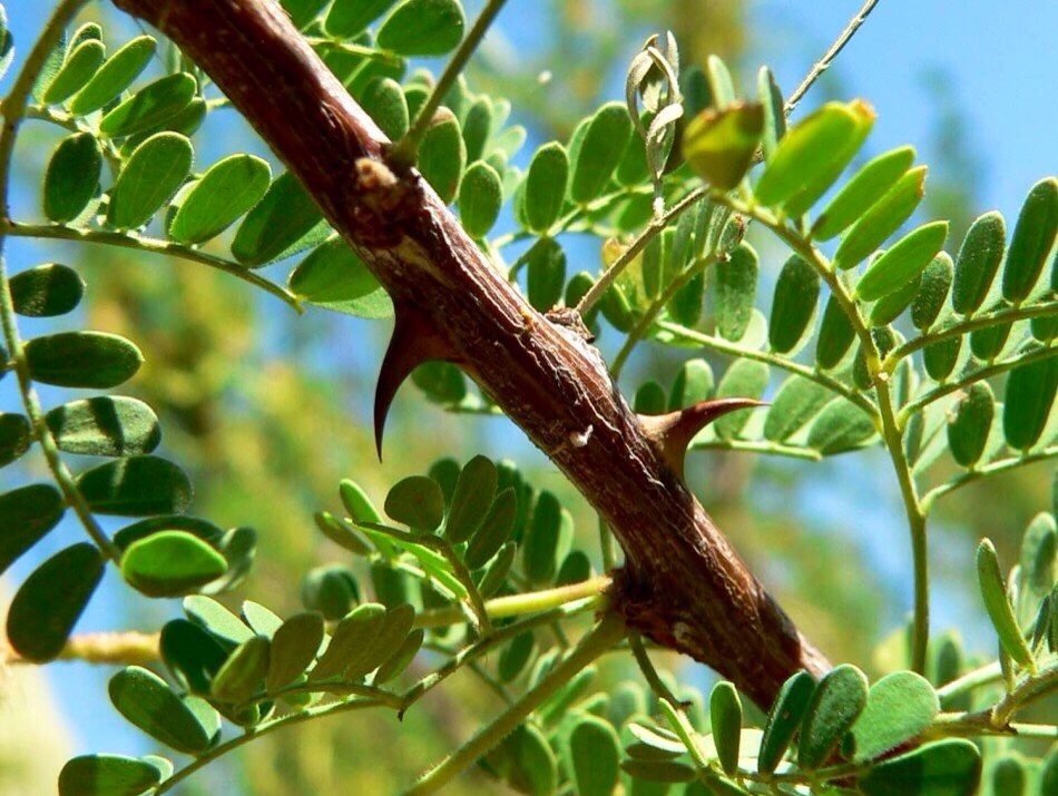 Детство всё прошло в занозах...