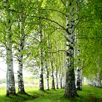 Берёзки (Тамара Дадаева) / Стихи.ру