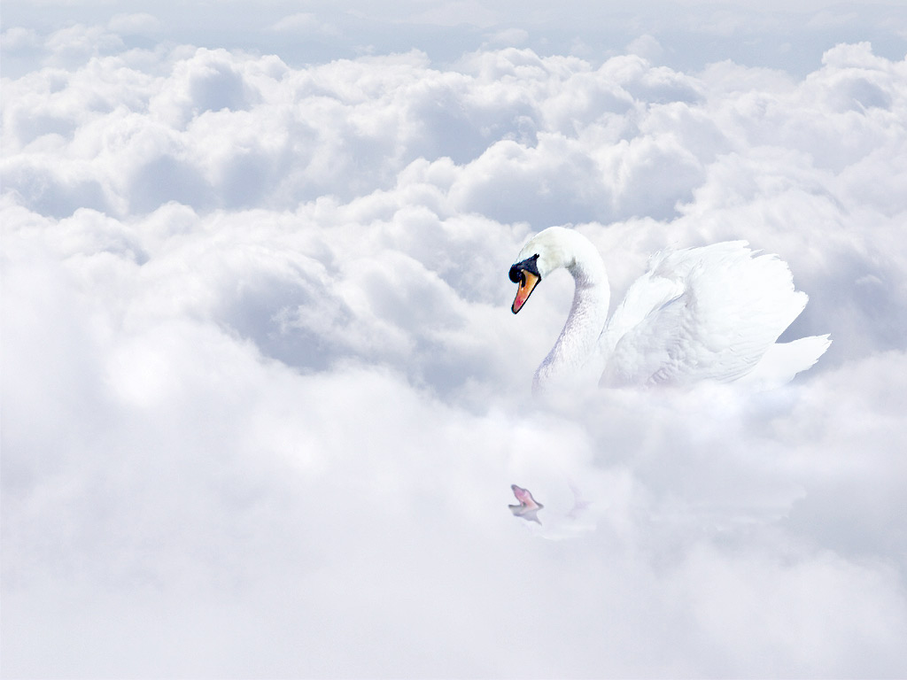 Белые облака лебеди