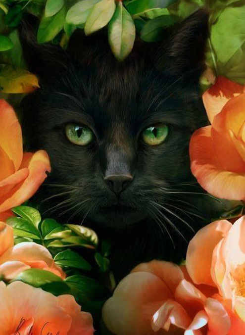 Про черного кота