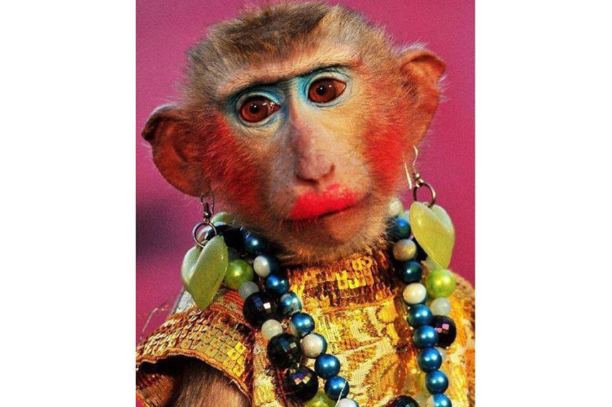 Накрашенная обезьяна картинки