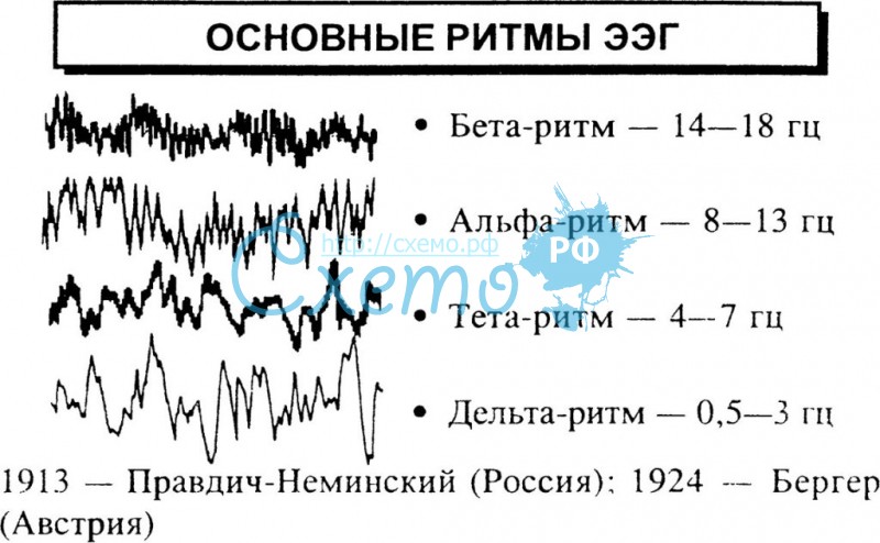 Моя дипломная работа по биофизике