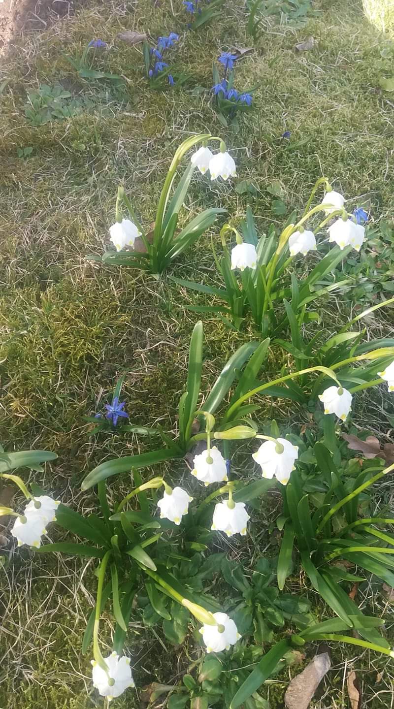 Да, у тебя огромный сад! (Сергей Биндес) / Стихи.ру