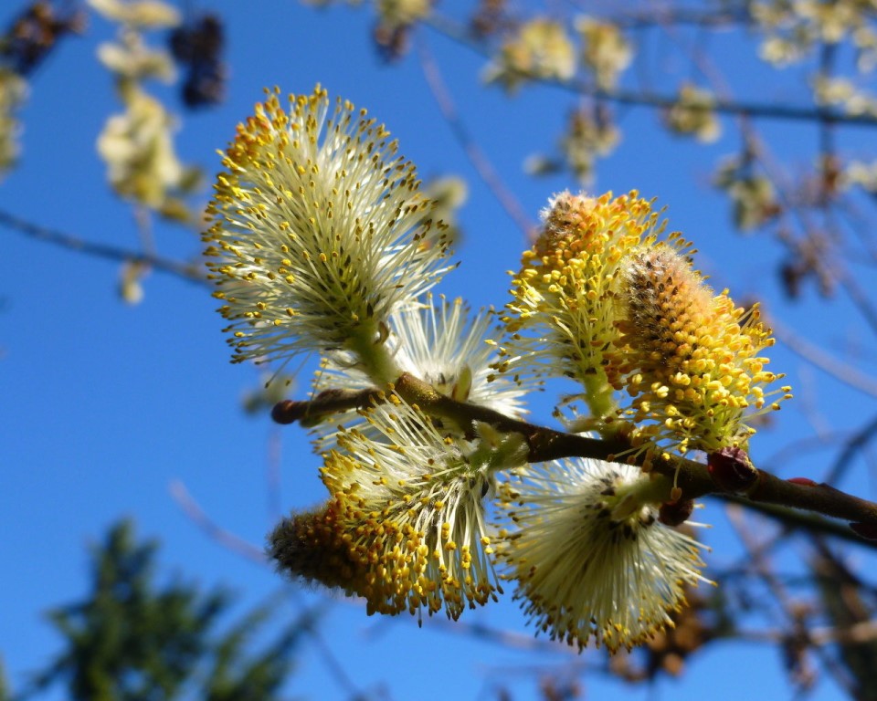 небесно- колдовская взвесь...
