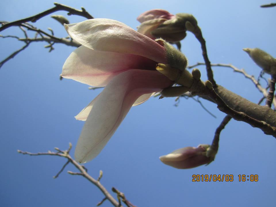 Цветёт магнолия... Диалоги