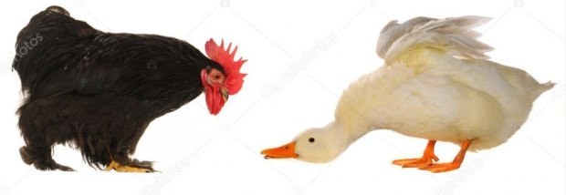 Петух и Утка