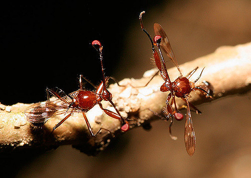 Cyrtodiopsis dalmanni
