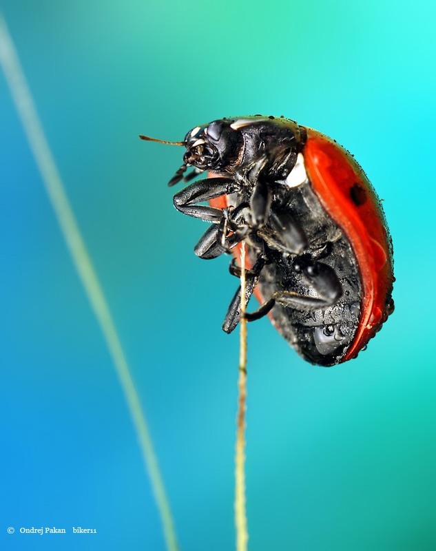 бж-я коровка